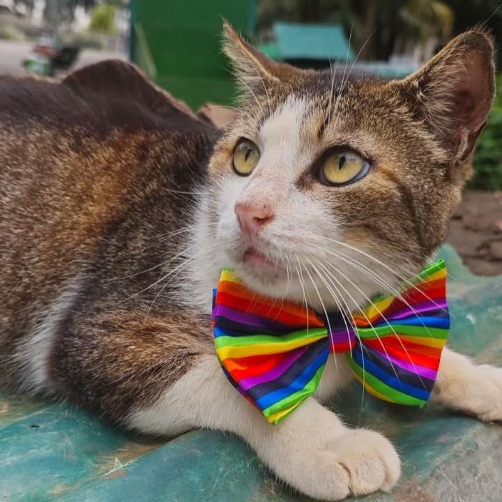 Chorão, gato de porte médio para adoção em Rio de Janeiro - RJ — foto 3 de 8