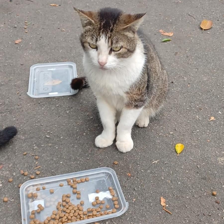 Chorão, gato de porte médio para adoção em Rio de Janeiro - RJ — foto 4 de 8