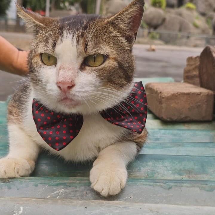 Chorão, gato de porte médio para adoção em Rio de Janeiro - RJ — foto 5 de 8