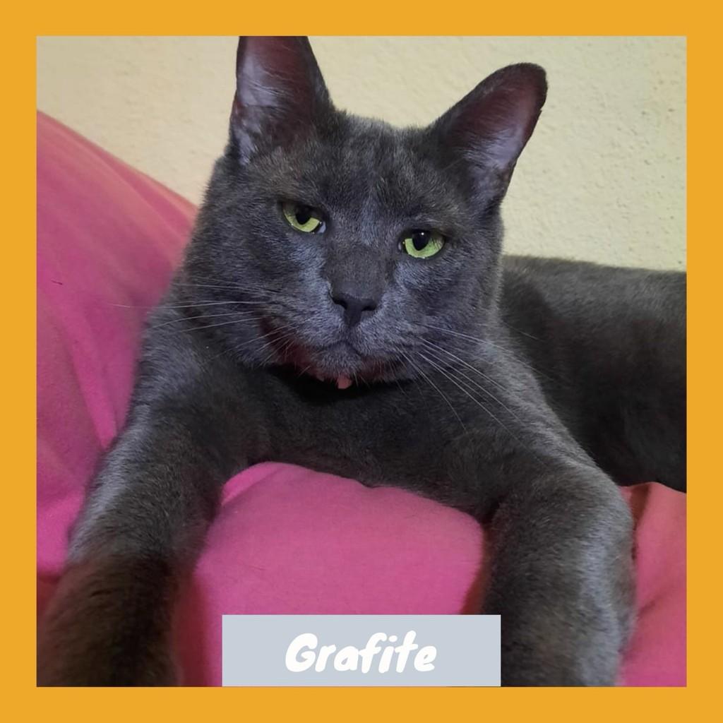 Grafite, gato para adoção em Rio de Janeiro - RJ