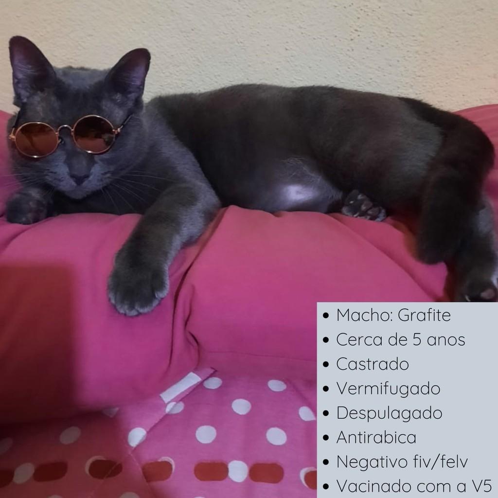 Grafite, gato para adoção em Rio de Janeiro - RJ — foto 2 de 16