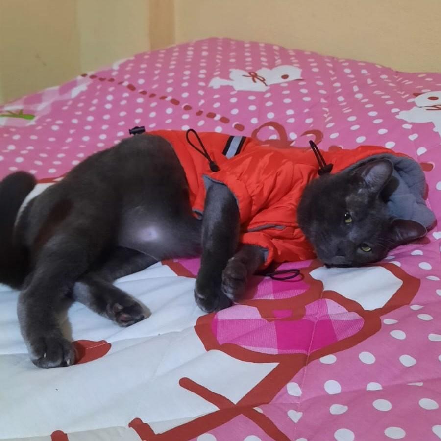 Grafite, gato para adoção em Rio de Janeiro - RJ — foto 3 de 16