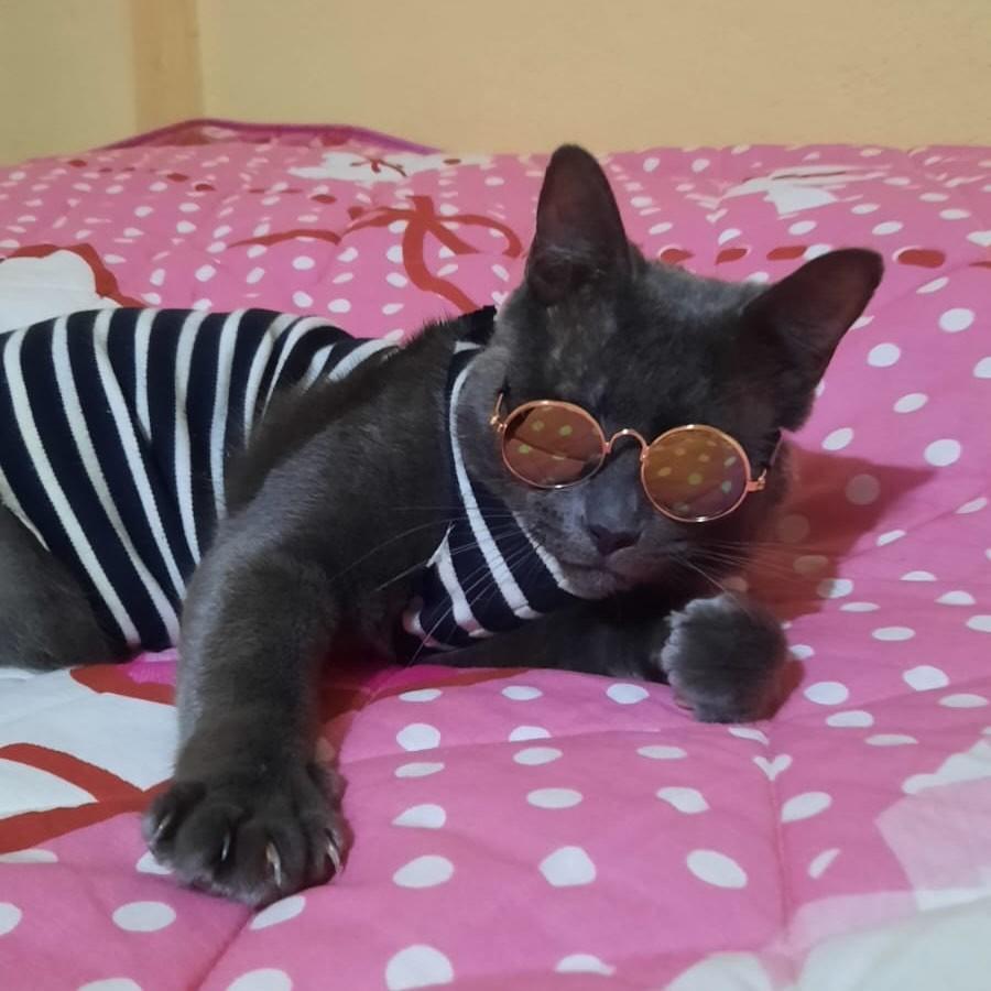 Grafite, gato para adoção em Rio de Janeiro - RJ — foto 4 de 16