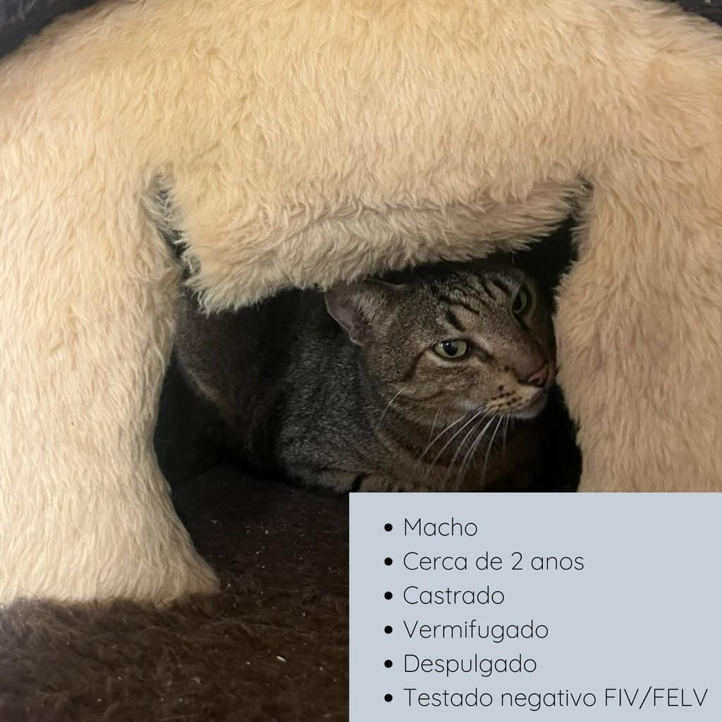 Tigrinho, gato de porte pequeno para adoção em Rio de Janeiro - RJ