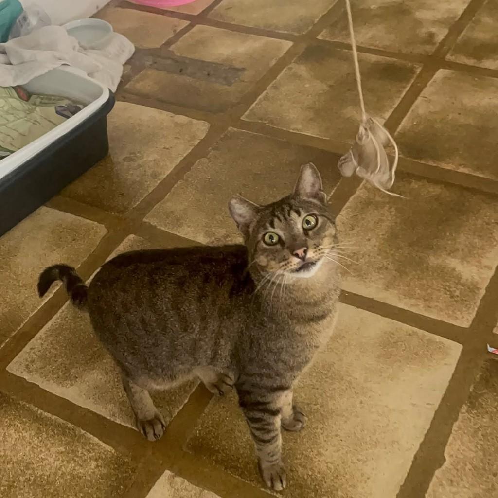 Tigrinho, gato de porte pequeno para adoção em Rio de Janeiro - RJ — foto 2 de 10