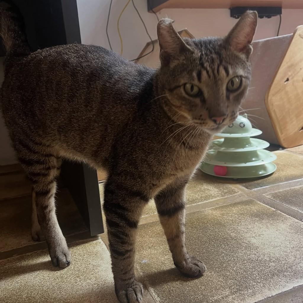Tigrinho, gato de porte pequeno para adoção em Rio de Janeiro - RJ — foto 3 de 10