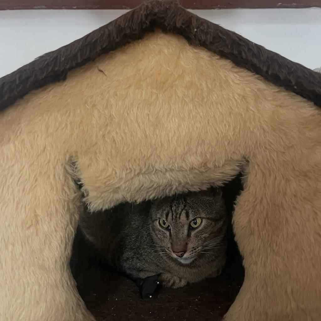 Tigrinho, gato de porte pequeno para adoção em Rio de Janeiro - RJ — foto 4 de 10