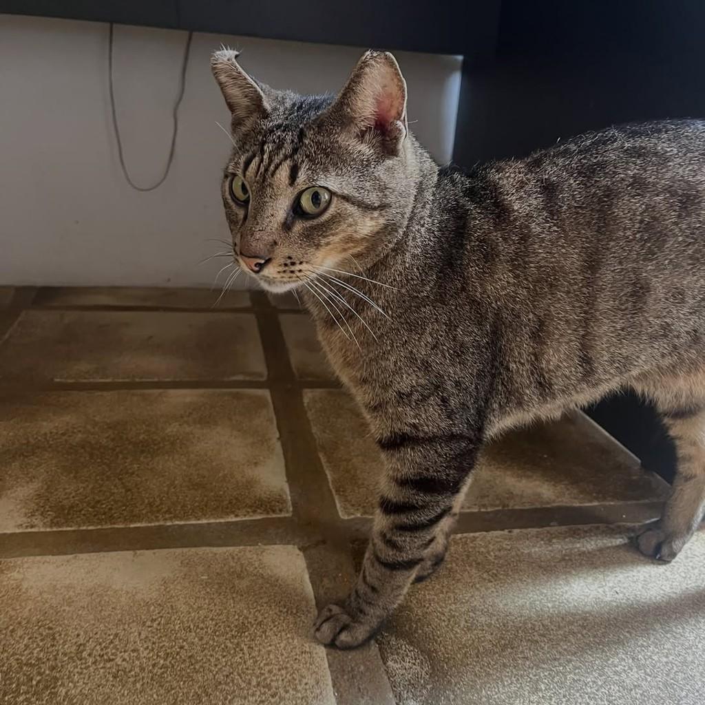 Tigrinho, gato de porte pequeno para adoção em Rio de Janeiro - RJ — foto 5 de 10