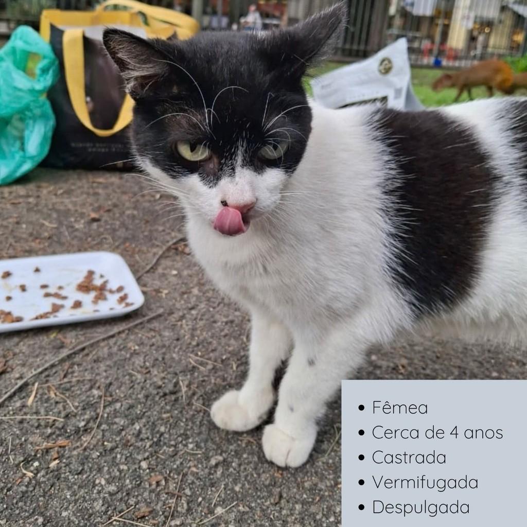 Jade, gata de porte médio para adoção em Rio de Janeiro - RJ