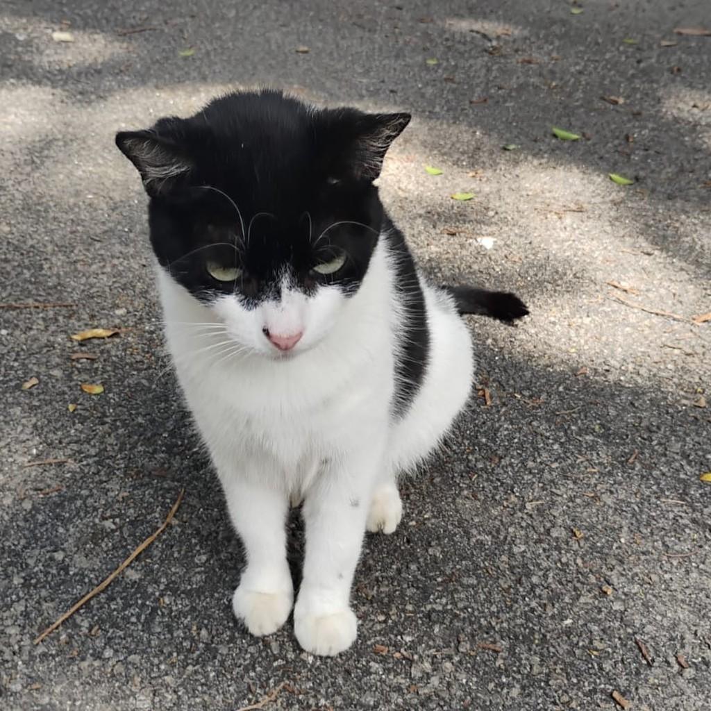 Jade, gata de porte médio para adoção em Rio de Janeiro - RJ — foto 2 de 9