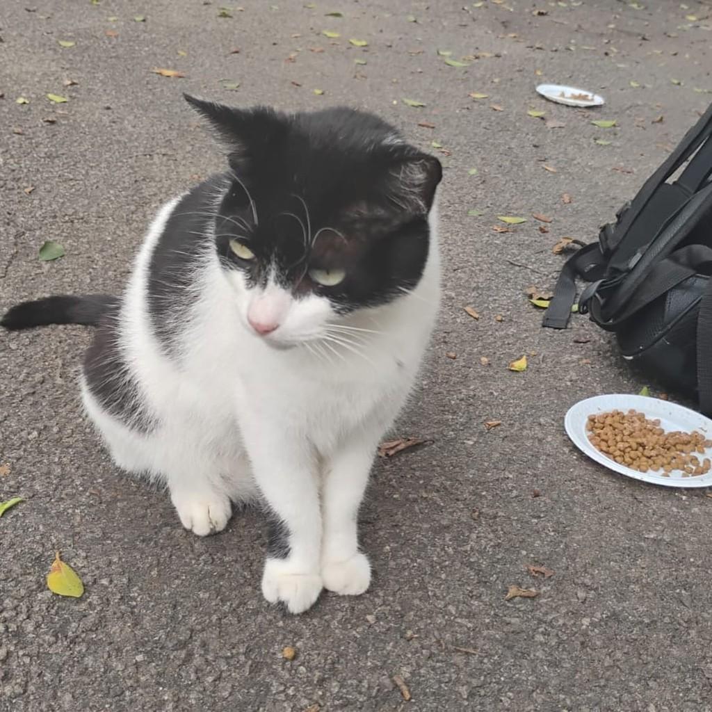 Jade, gata de porte médio para adoção em Rio de Janeiro - RJ — foto 3 de 9