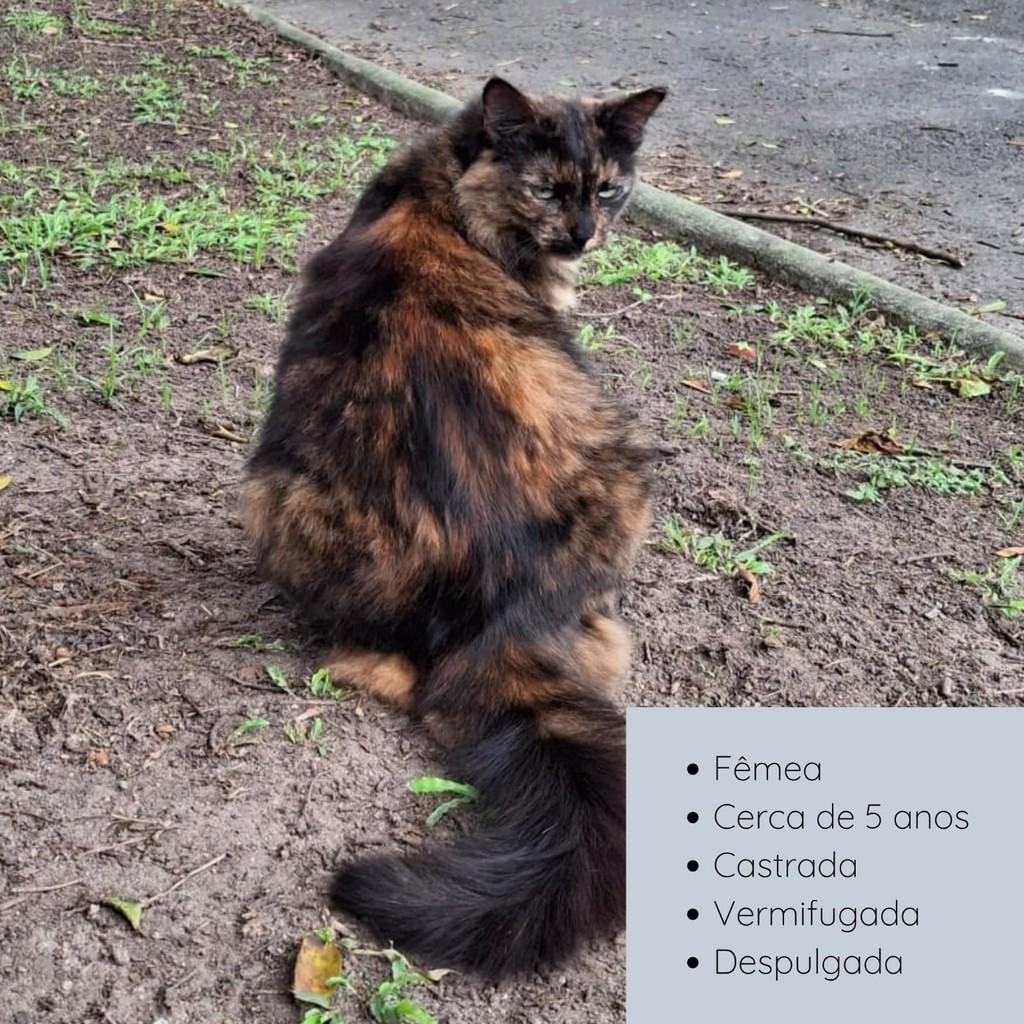 Chantal, gata de porte médio para adoção em Rio de Janeiro - RJ