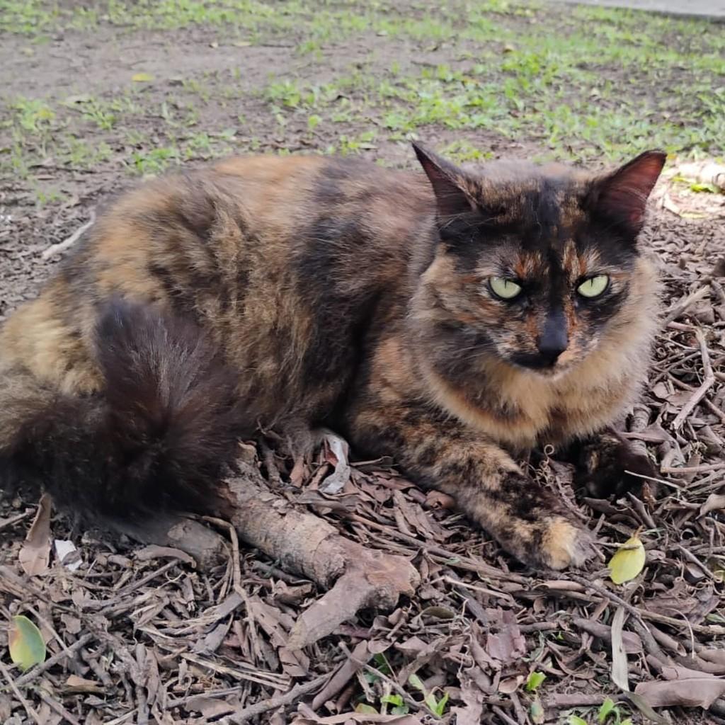 Chantal, gata de porte médio para adoção em Rio de Janeiro - RJ — foto 2 de 10