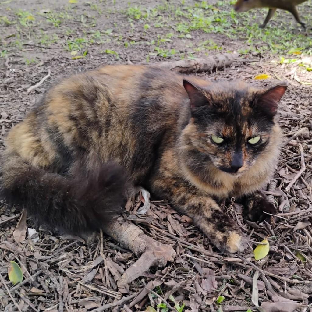 Chantal, gata de porte médio para adoção em Rio de Janeiro - RJ — foto 3 de 10