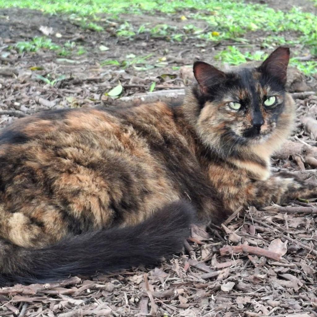 Chantal, gata de porte médio para adoção em Rio de Janeiro - RJ — foto 4 de 10