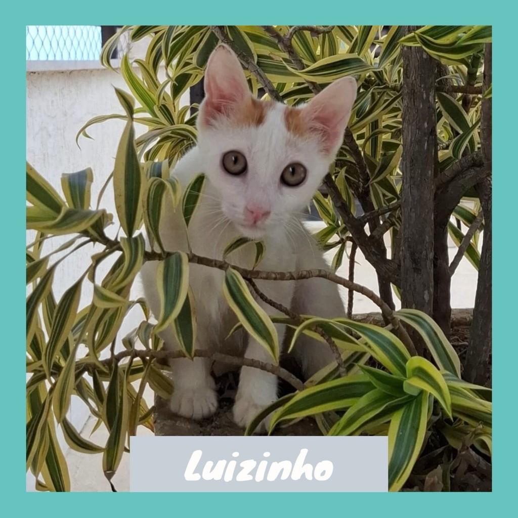 Luizinho, gato de porte pequeno para adoção em Rio de Janeiro - RJ