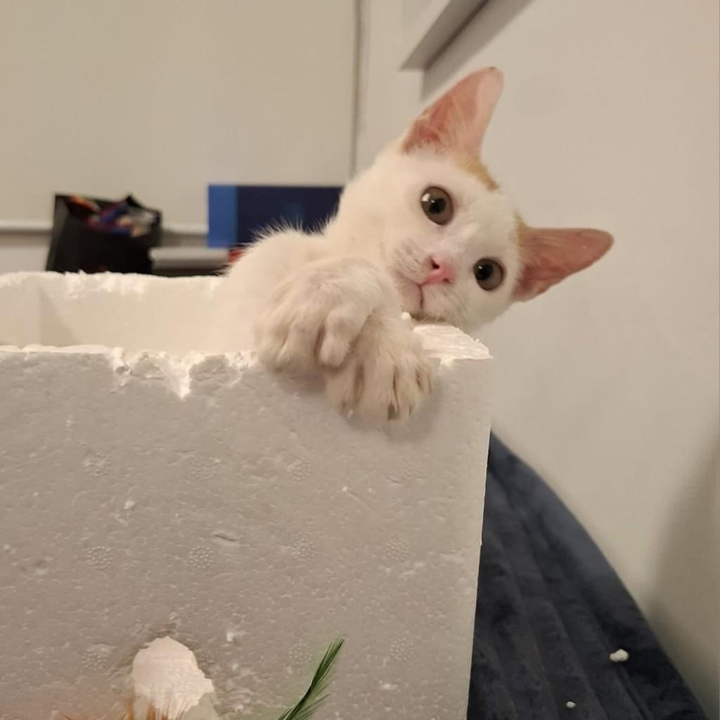 Luizinho, gato de porte pequeno para adoção em Rio de Janeiro - RJ — foto 3 de 12