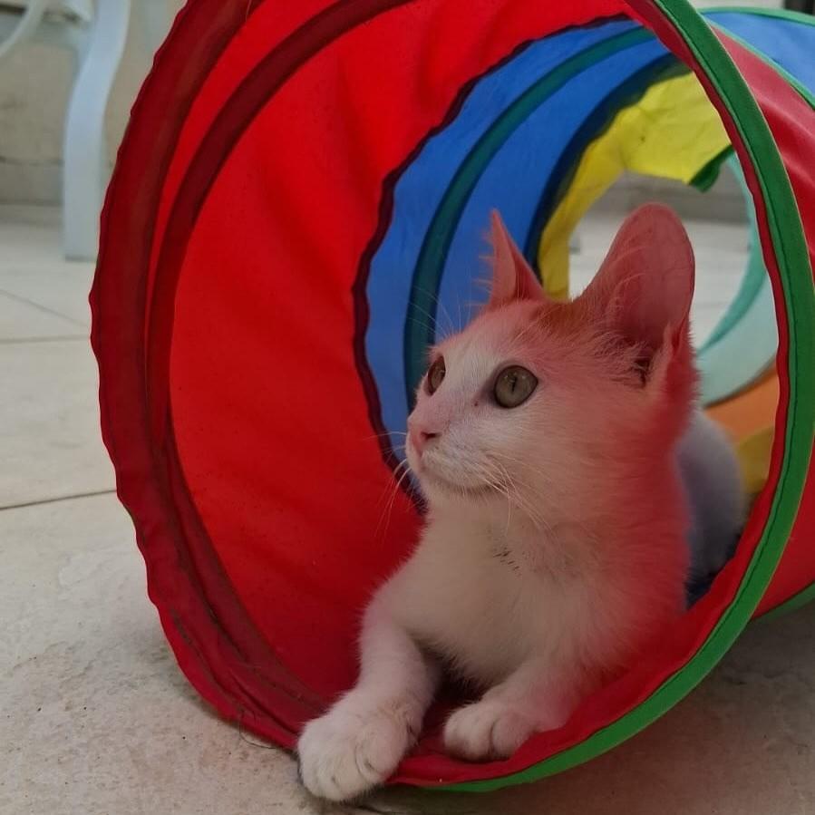 Luizinho, gato de porte pequeno para adoção em Rio de Janeiro - RJ — foto 4 de 12