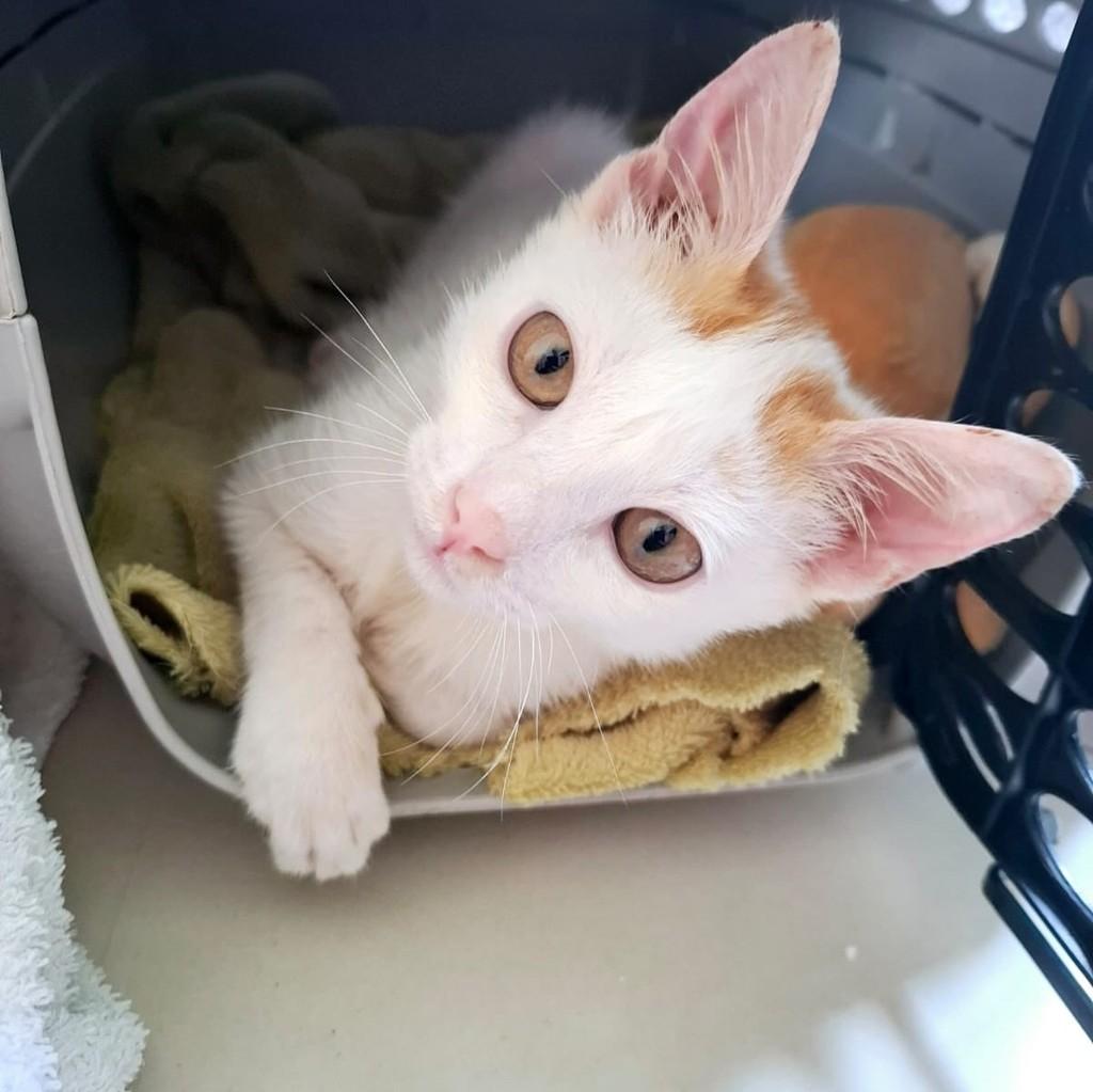 Luizinho, gato de porte pequeno para adoção em Rio de Janeiro - RJ — foto 5 de 12
