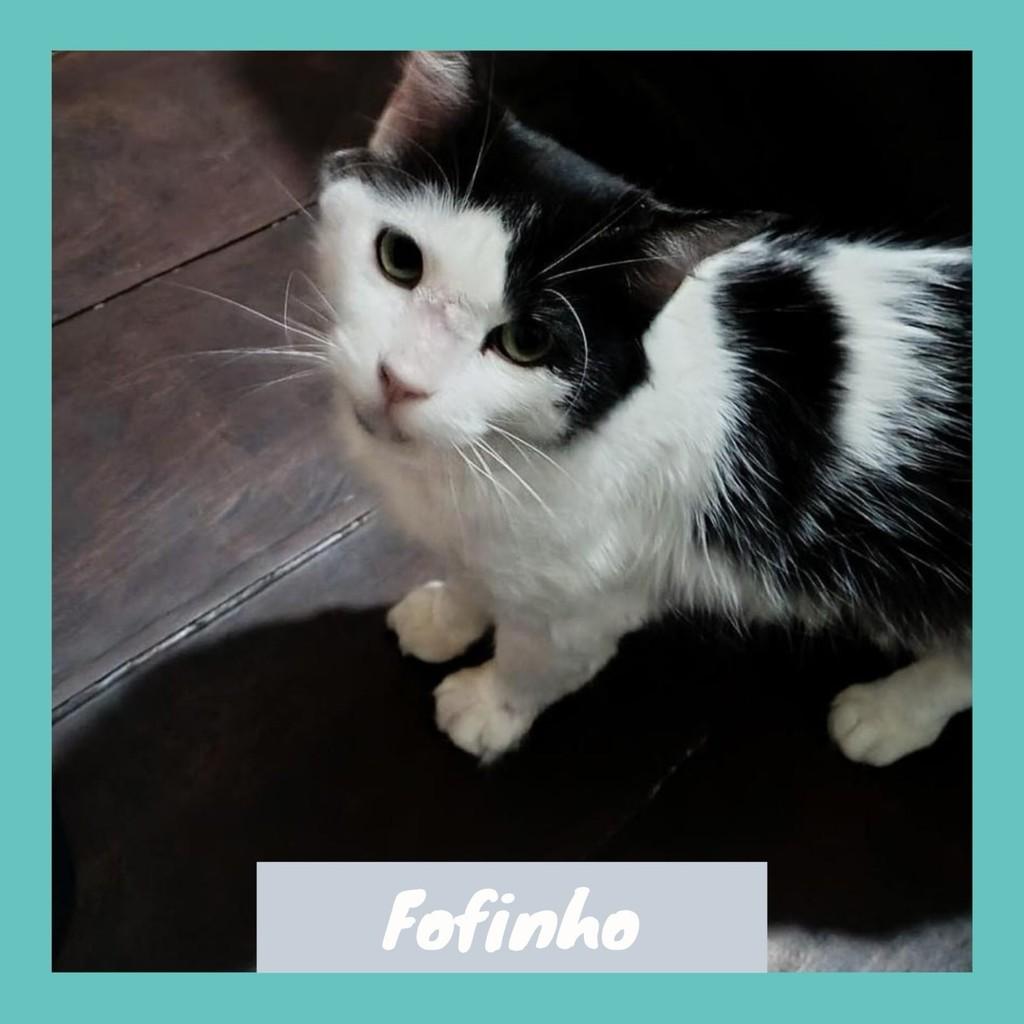 Fofinho, gato de porte médio para adoção no Rio de Janeiro - RJ