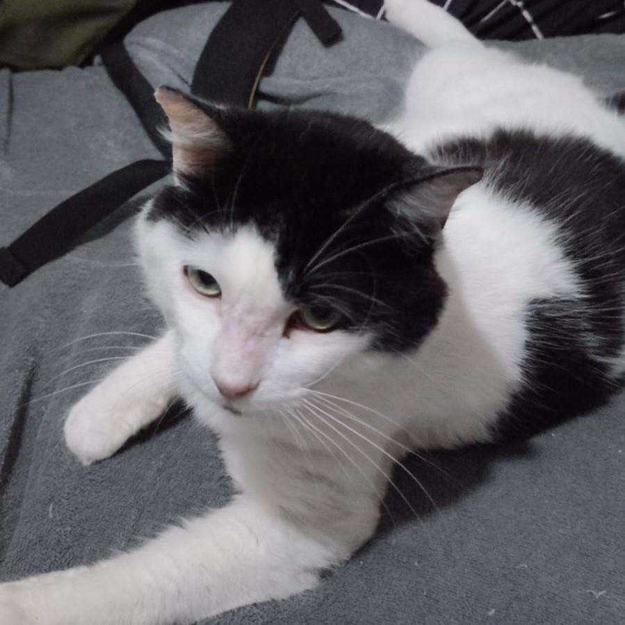 Fofinho, gato de porte médio para adoção no Rio de Janeiro - RJ — foto 2 de 7