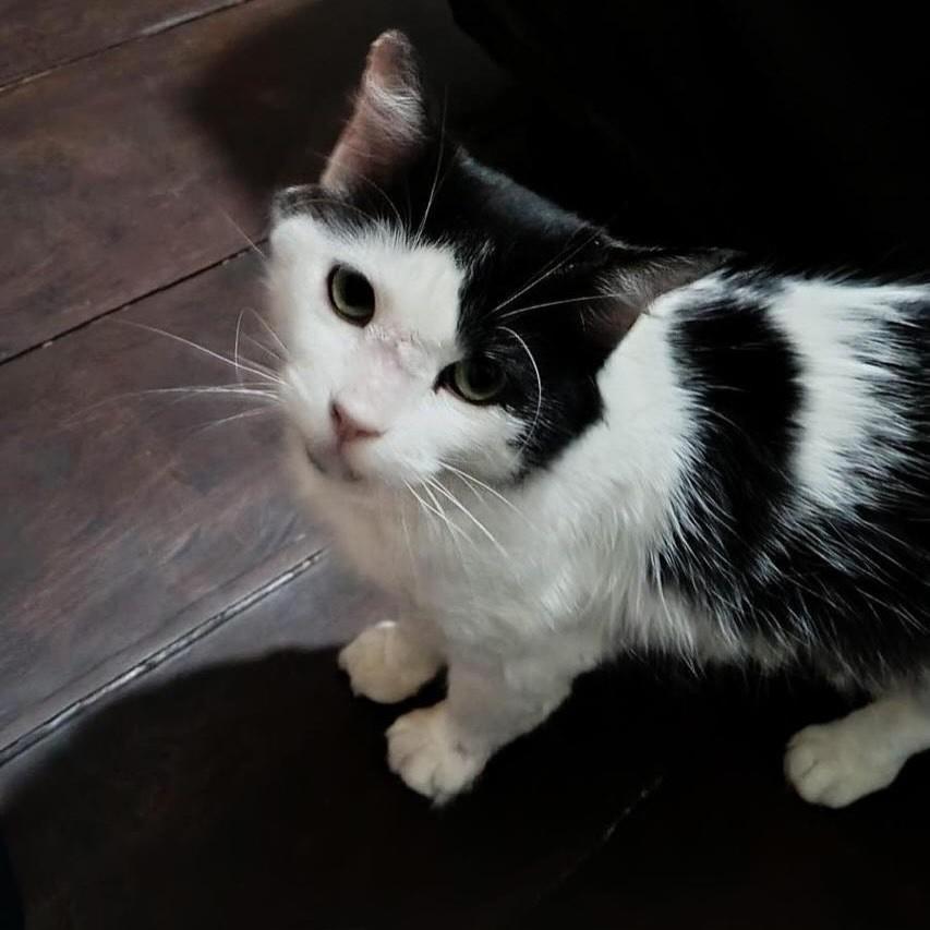 Fofinho, gato de porte médio para adoção no Rio de Janeiro - RJ — foto 3 de 7