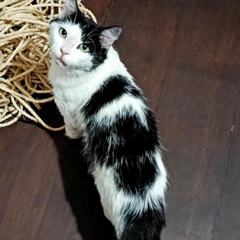 Fofinho, gato de porte médio para adoção no Rio de Janeiro - RJ — foto 4 de 7