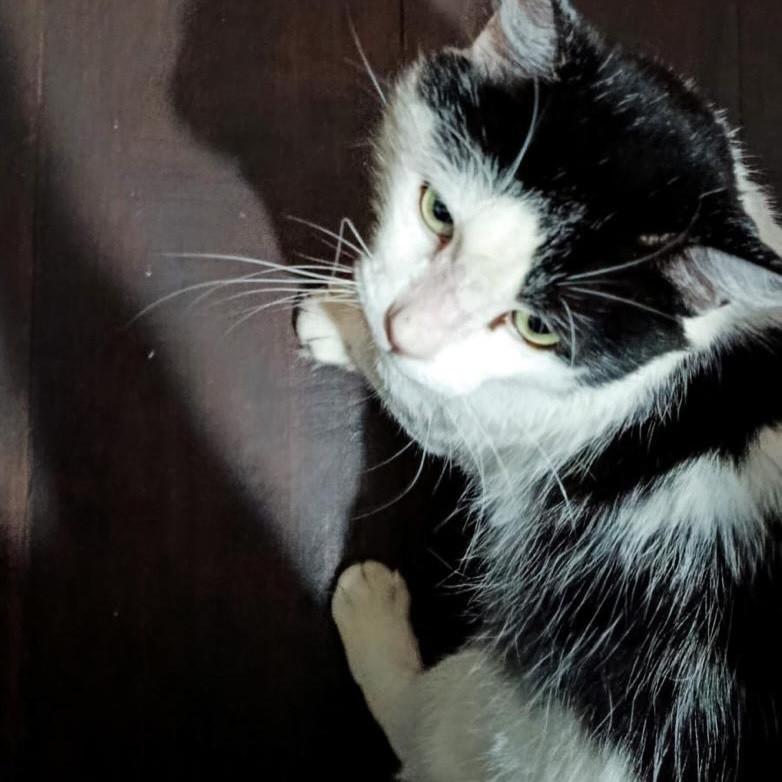 Fofinho, gato de porte médio para adoção no Rio de Janeiro - RJ — foto 5 de 7