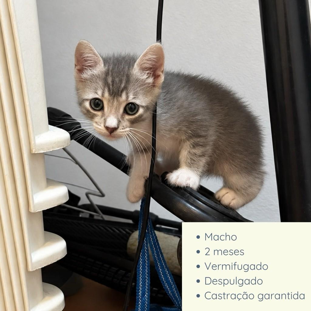 Logan, gato de porte pequeno para adoção no Rio de Janeiro - RJ