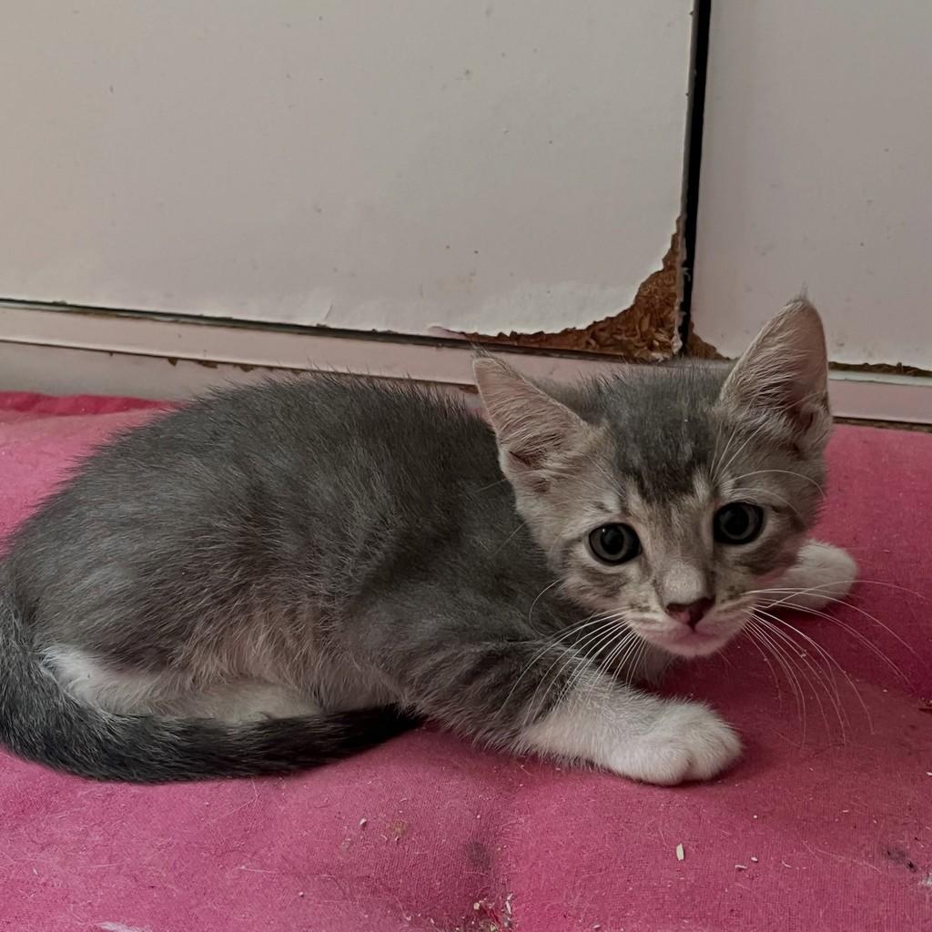 Logan, gato de porte pequeno para adoção no Rio de Janeiro - RJ — foto 2 de 9