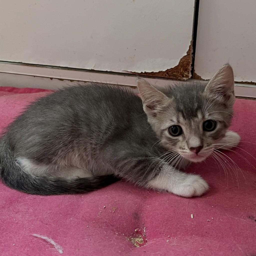 Logan, gato de porte pequeno para adoção no Rio de Janeiro - RJ — foto 3 de 9
