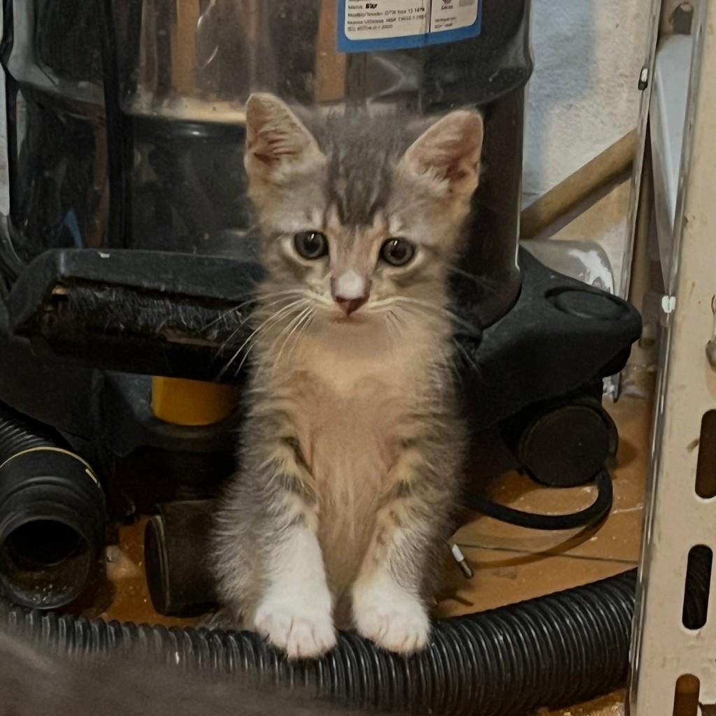Logan, gato de porte pequeno para adoção no Rio de Janeiro - RJ — foto 4 de 9