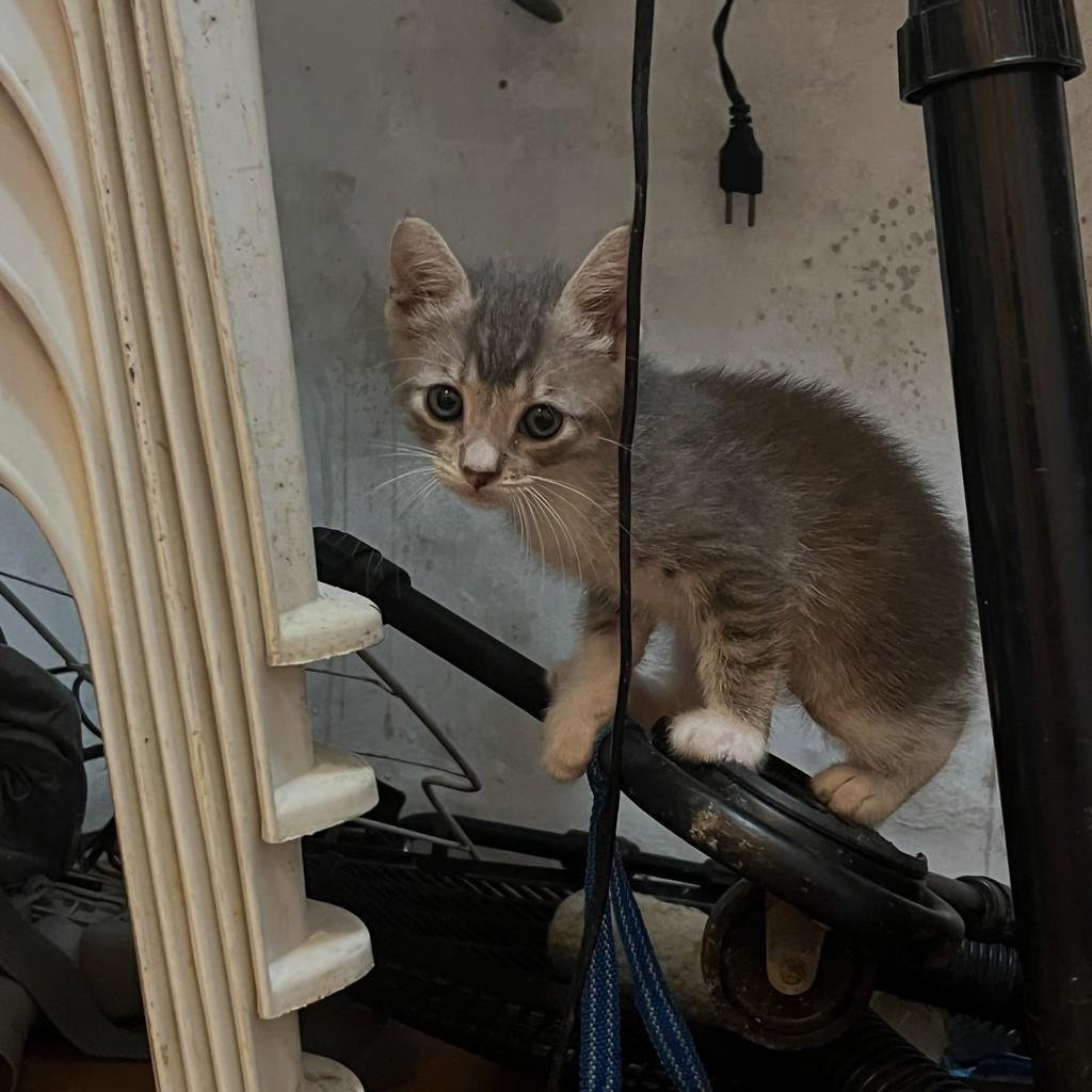 Logan, gato de porte pequeno para adoção no Rio de Janeiro - RJ — foto 5 de 9