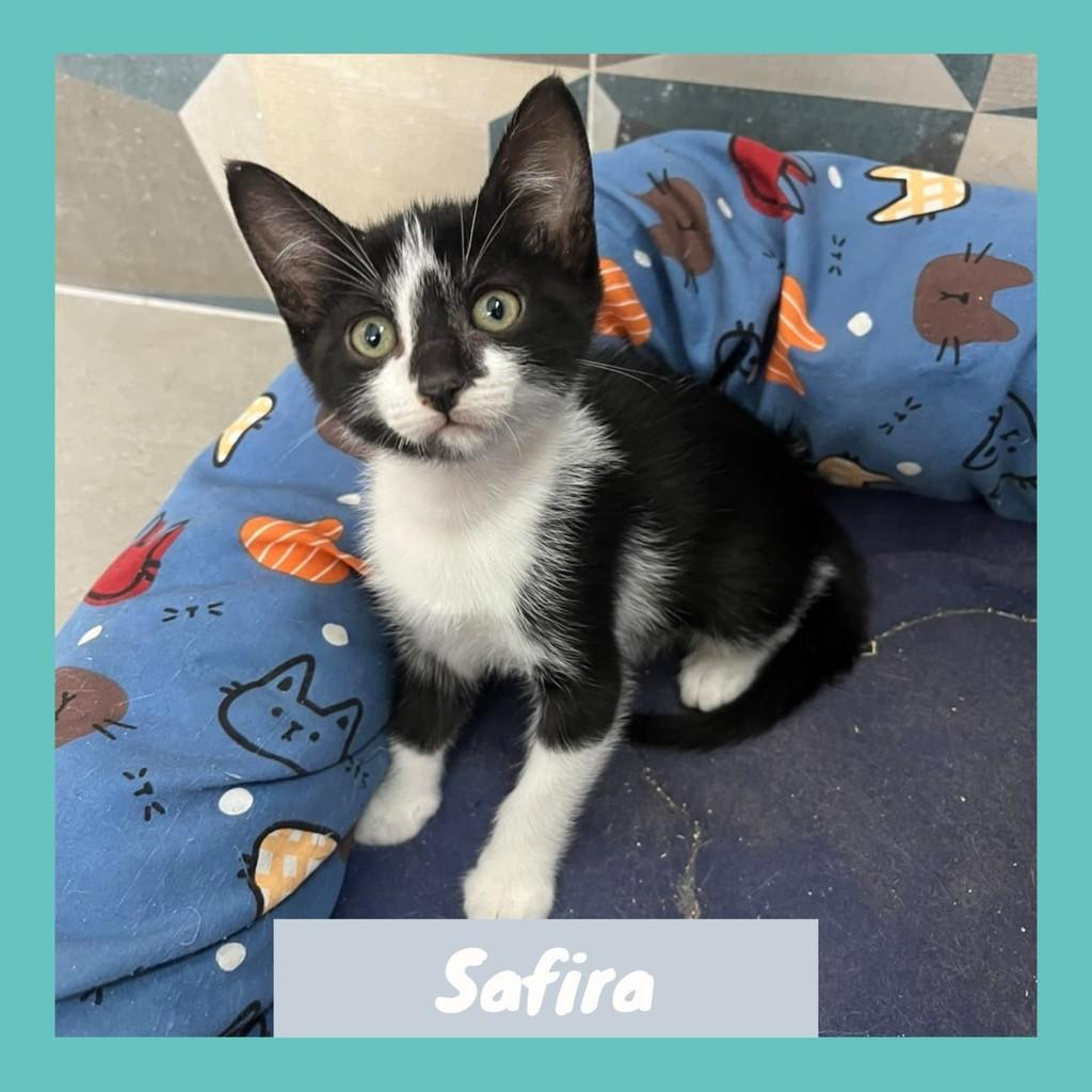 Safira, gata de porte pequeno para adoção no Rio de Janeiro - RJ