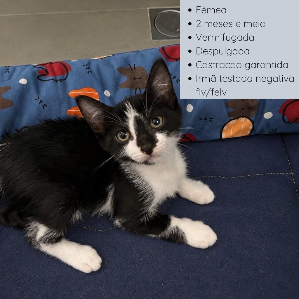 Safira, gata de porte pequeno para adoção no Rio de Janeiro - RJ — foto 2 de 7