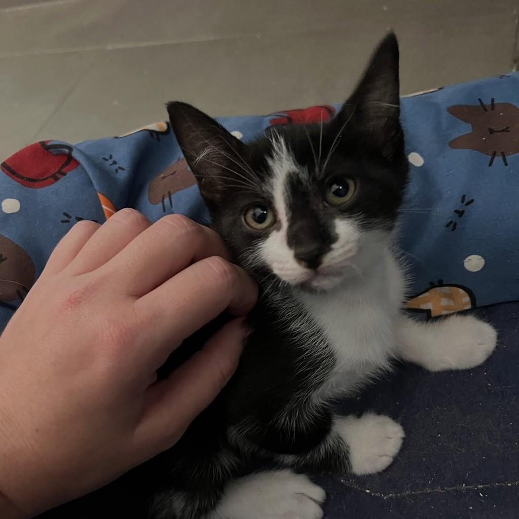Safira, gata de porte pequeno para adoção no Rio de Janeiro - RJ — foto 3 de 7