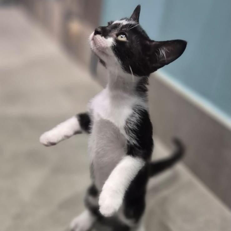 Safira, gata de porte pequeno para adoção no Rio de Janeiro - RJ — foto 4 de 7