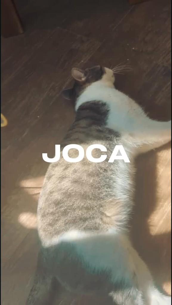 Joca, gato de porte médio para adoção em São Paulo - SP