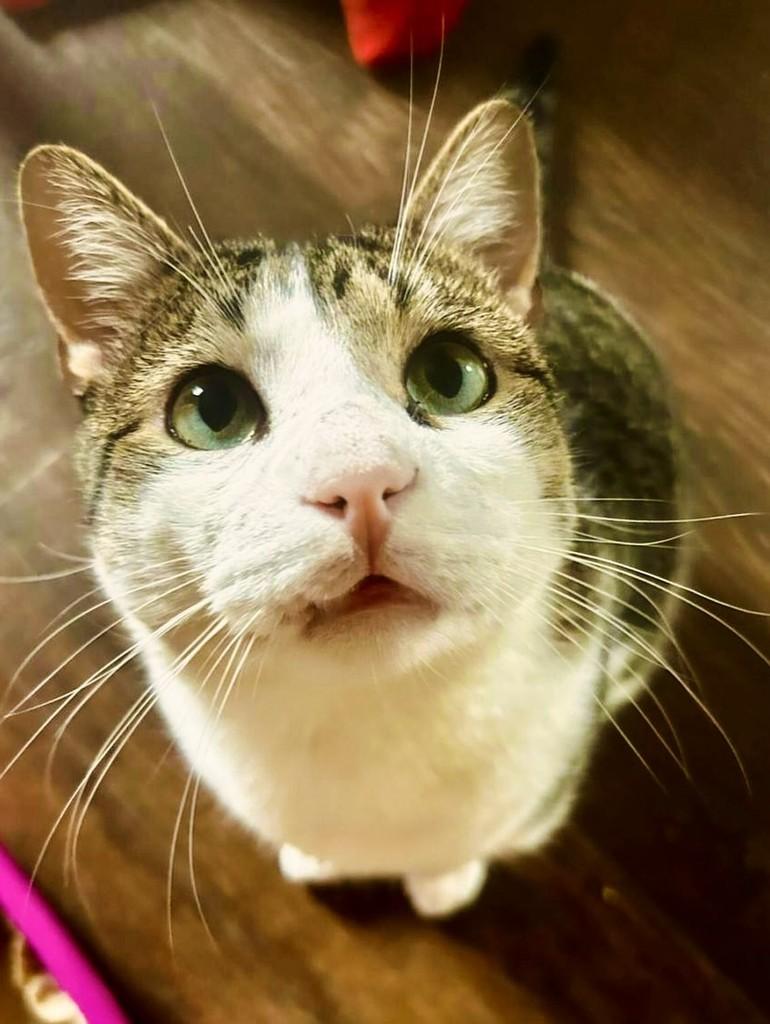 Joquinha, gato para adoção em São Paulo - SP