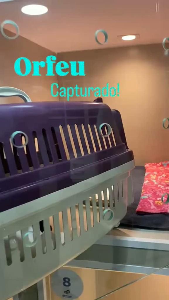 Orfeu, gato de porte médio para adoção em São Paulo - SP