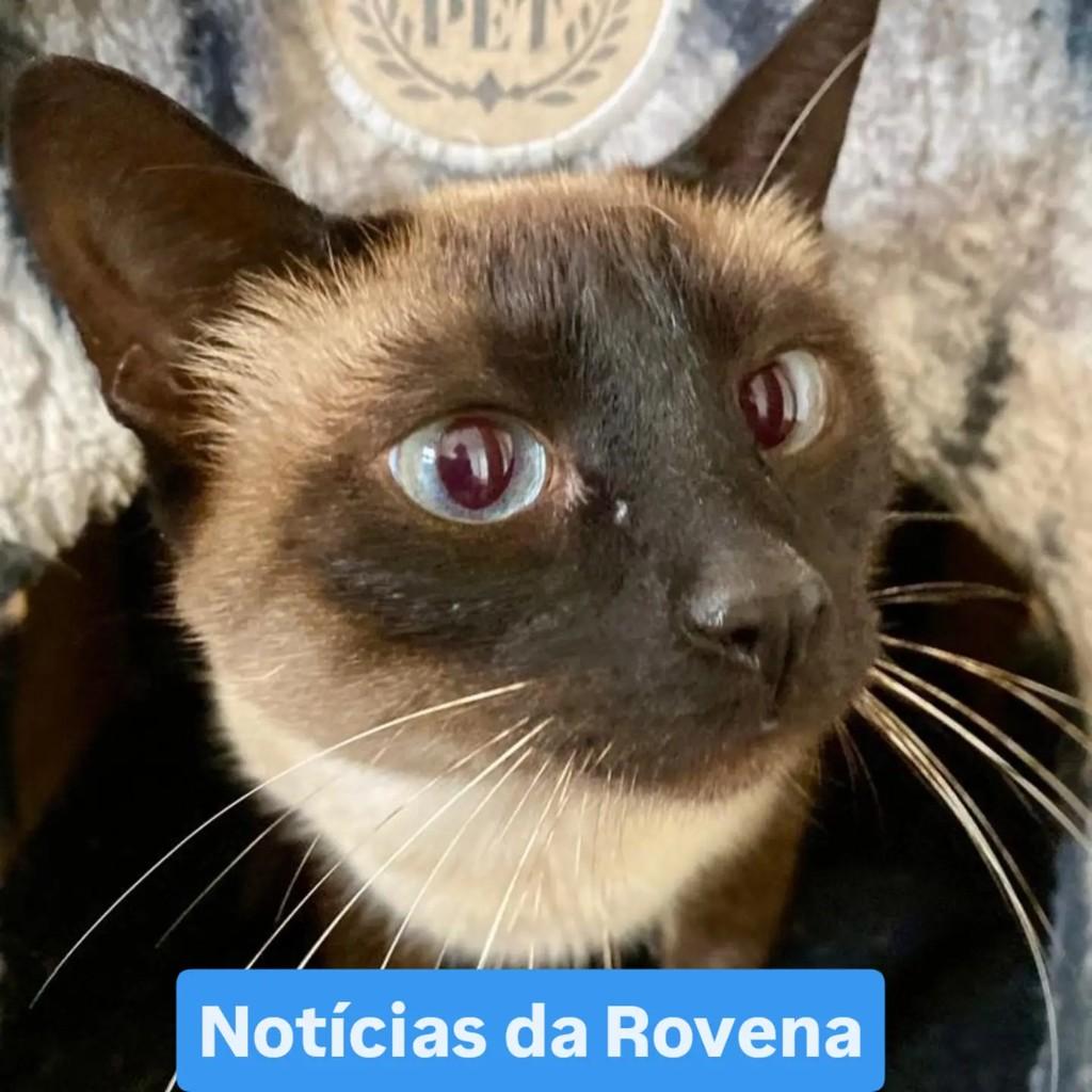 Rovena, gato de porte pequeno para adoção em São Paulo - SP