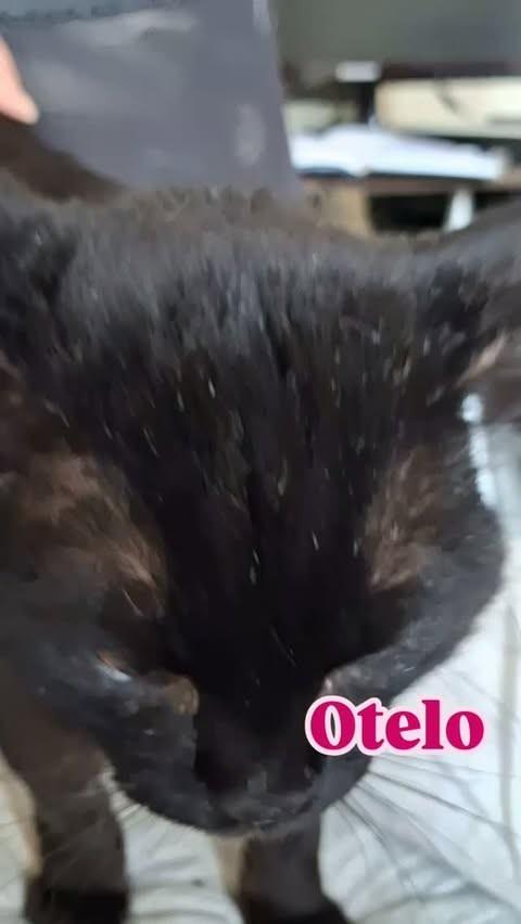 Otelo, gato para adoção em São Paulo - SP