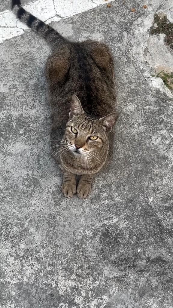 Theozinho, gato de porte médio para adoção em Fortaleza - CE
