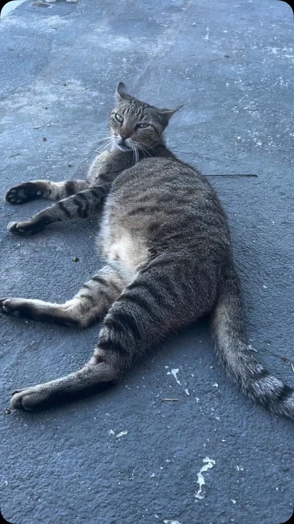 Teo, gato de porte médio para adoção em Fortaleza - CE