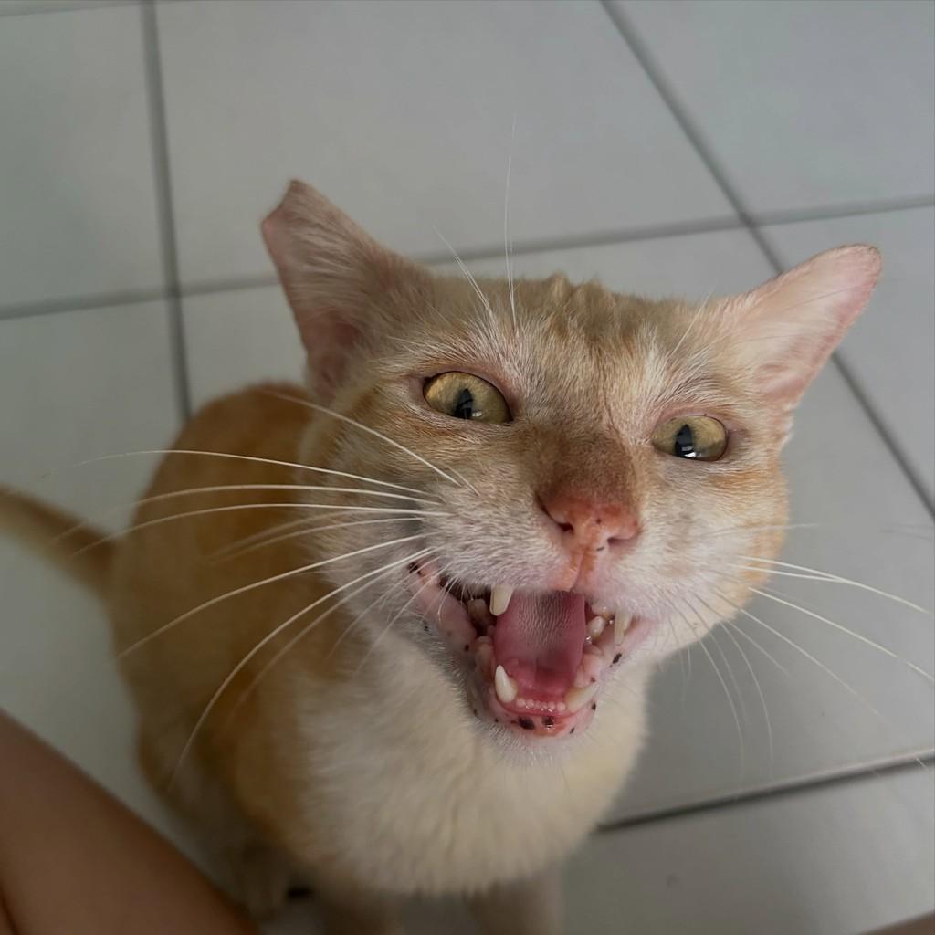 Xilito, gato de porte pequeno para adoção em Fortaleza - CE