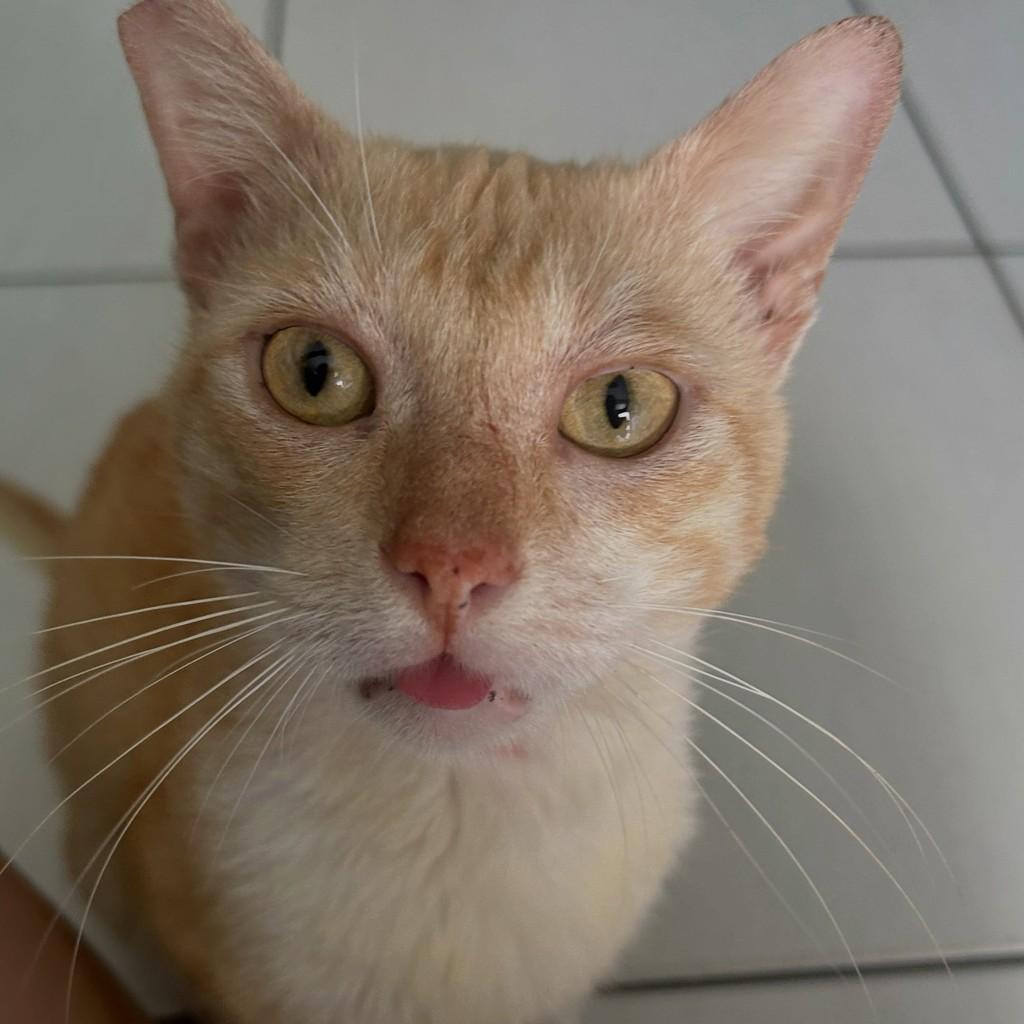 Xilito, gato de porte pequeno para adoção em Fortaleza - CE — foto 2 de 4
