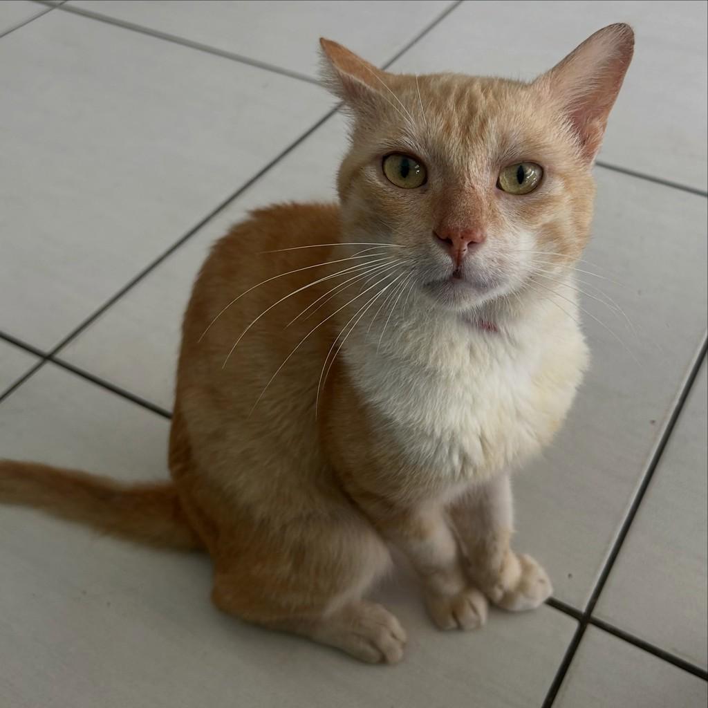 Xilito, gato de porte pequeno para adoção em Fortaleza - CE — foto 3 de 4