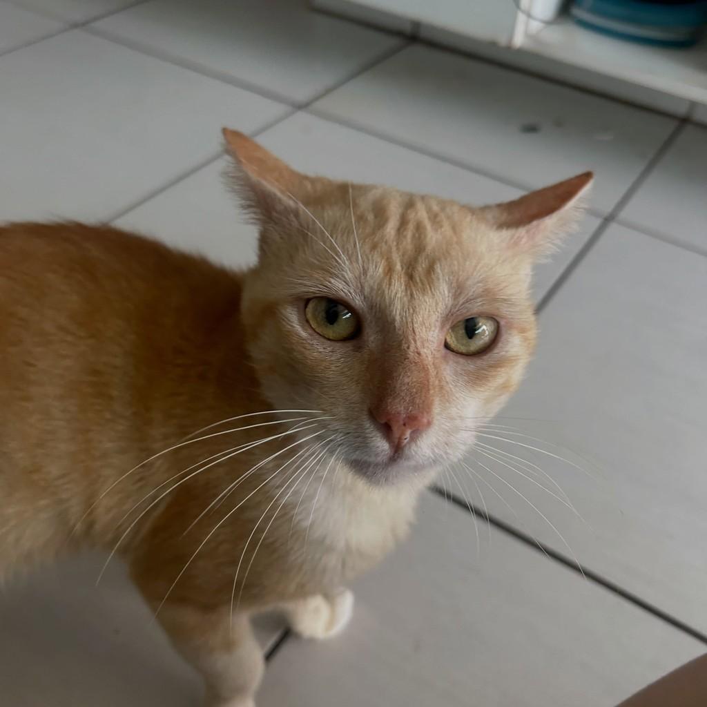 Xilito, gato de porte pequeno para adoção em Fortaleza - CE — foto 4 de 4