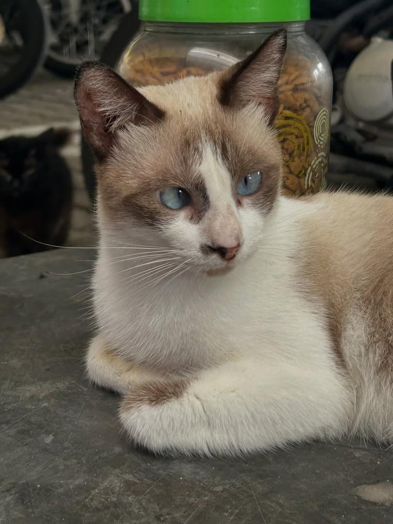 Biel, gato de porte médio para adoção em Fortaleza - CE — foto 2 de 4