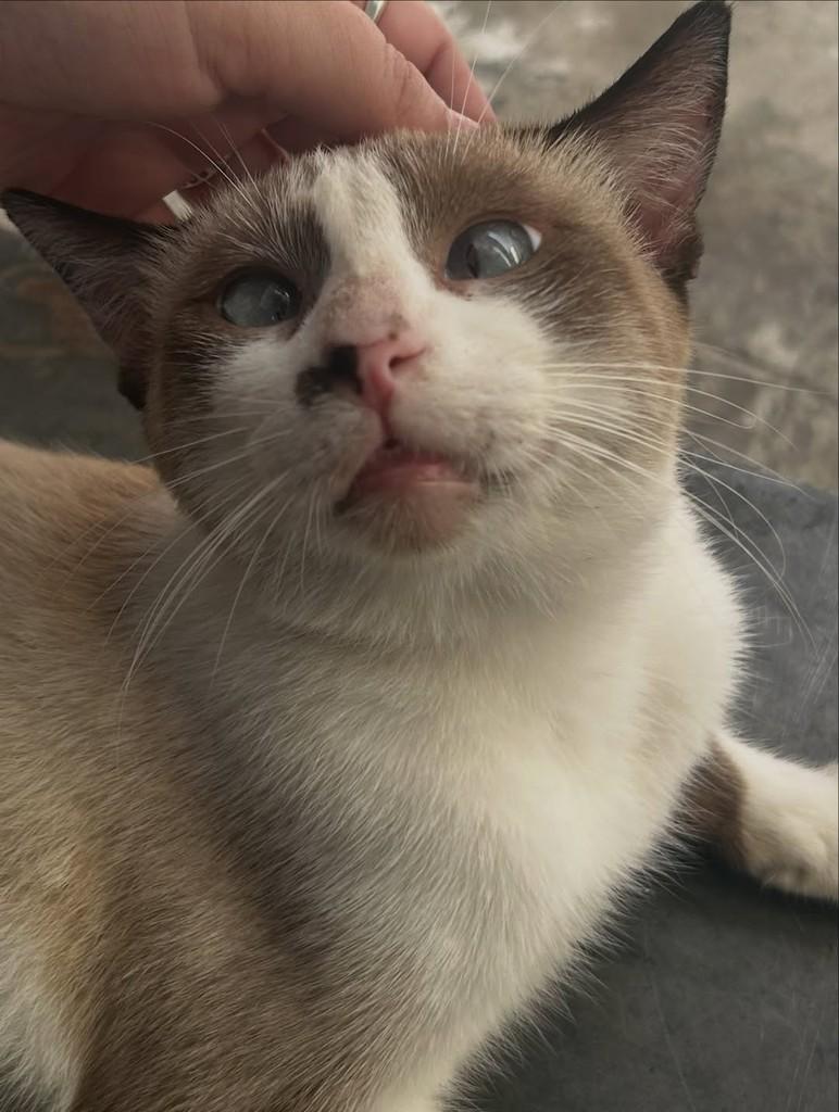 Biel, gato de porte médio para adoção em Fortaleza - CE — foto 3 de 4